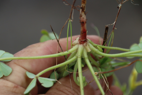 Image of Squashed Sorrel (Oxalis compressa) by (c) Tony Rebelo, some rights reserved (CC BY-SA)