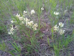 Astragalus pectinatus