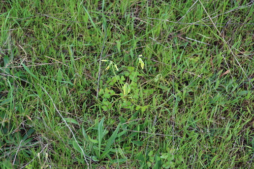 Image of Oxalis compressa by (c) Tony Rebelo, some rights reserved (CC BY-SA)