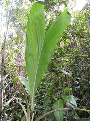 Dypsis