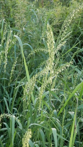 Paprastasis varputis nuotrauka