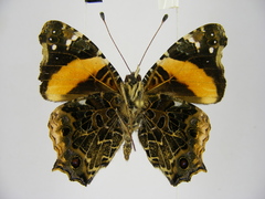 Vanessa dimorphica dimorphica