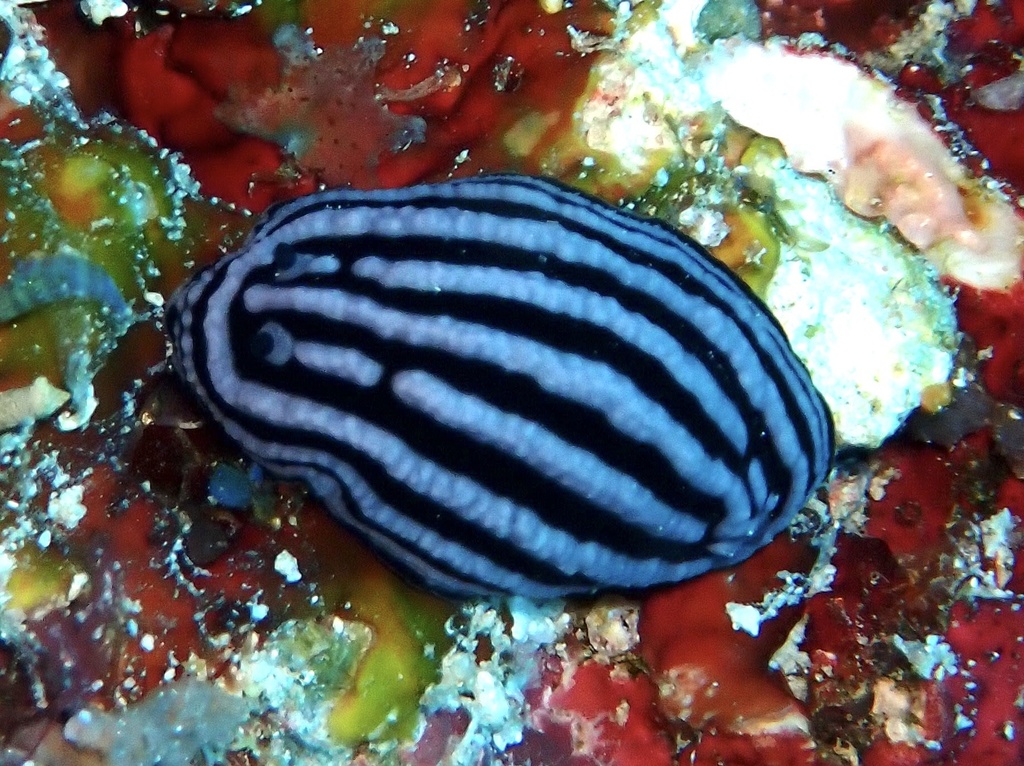 Rose Phyllidiella