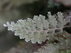 Hymenophyllum frankliniae