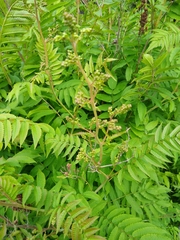 Sorbaria sorbifolia