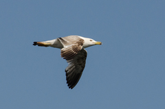 Larus michahellis