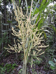 Dypsis