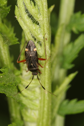 Dvidėmė Žolblakė nuotrauka