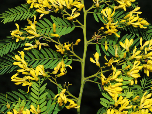 corazón bonito (Poeppigia procera)