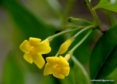 Chrysojasminum humile