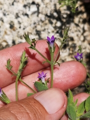 Githopsis diffusa robusta