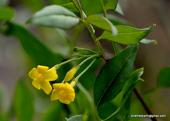 Chrysojasminum humile
