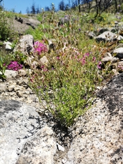 Githopsis diffusa robusta