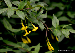 Chrysojasminum humile
