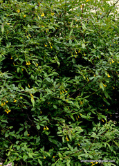 Chrysojasminum humile