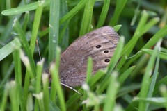 Erebia epipsodea