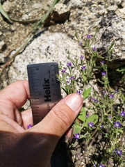 Githopsis diffusa robusta