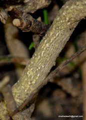 Chrysojasminum humile