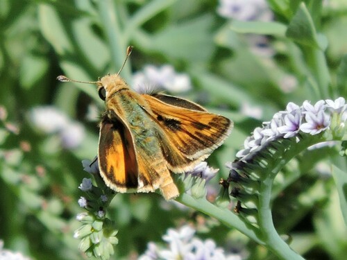 Sandhill Skipper