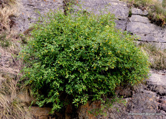 Chrysojasminum humile