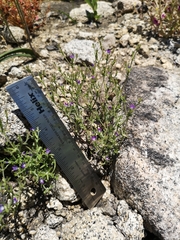 Githopsis diffusa robusta