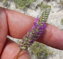 Dalea tenuis