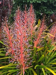 Portea petropolitana