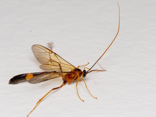 Stauropoctonus bombycivorus