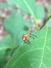 Macrodactylus subspinosus