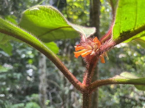 Besleria mirifica