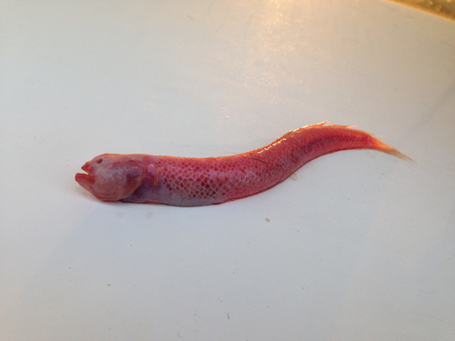 Blind goby (Paratrypauchen microcephalus) — Gobiidae — 5