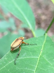 Macrodactylus subspinosus