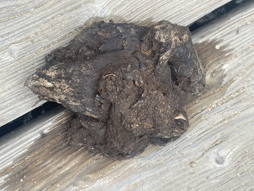 iNaturalist observation photo of Mammals