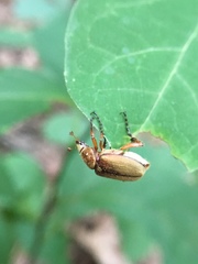Macrodactylus subspinosus