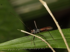 Colobathristidae