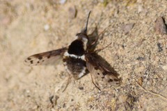 Bombylius pygmaeus