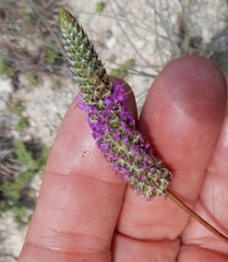Dalea tenuis