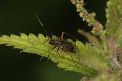Closterotomus biclavatus