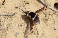 Bombylius pygmaeus