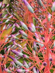 Portea petropolitana