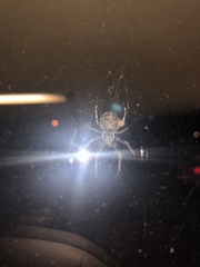 Larinioides sclopetarius