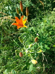 Lilium bulbiferum