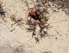 Phemeranthus mengesii