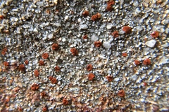 Rufoplaca arenaria