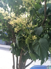 Syringa reticulata