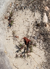 Phemeranthus mengesii