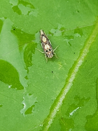 Rossmoneura tecta