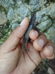 Anolis tropidonotus