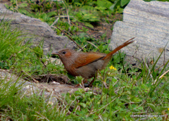 Trochalopteron lineatum