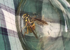 Spilomyia alcimus